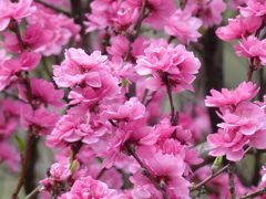 花もも