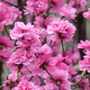 花もも