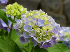 紫陽花