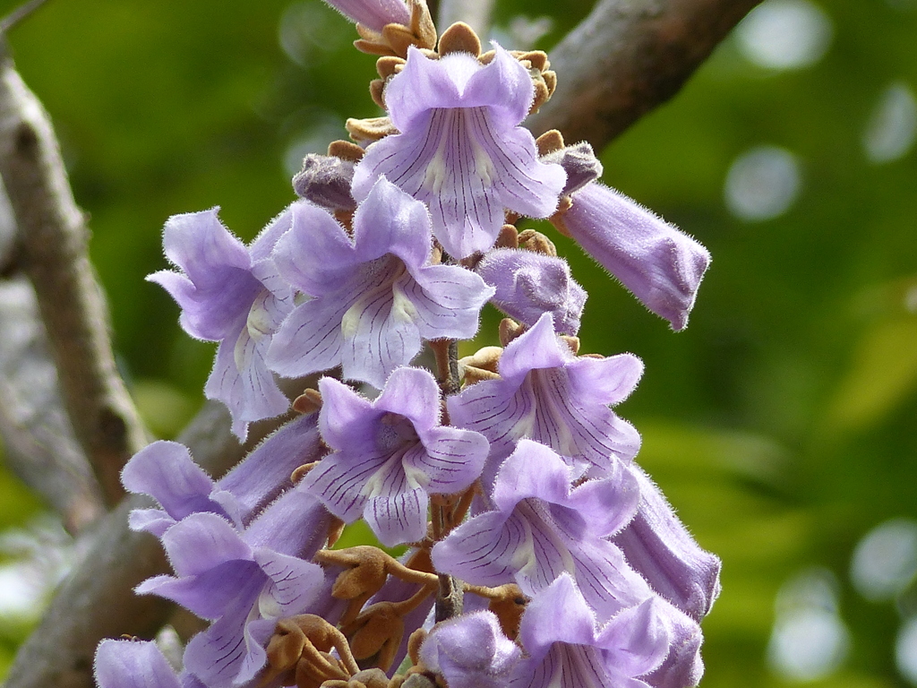 春の花10(桐の花)