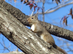 冬の里山で8(リス6)  