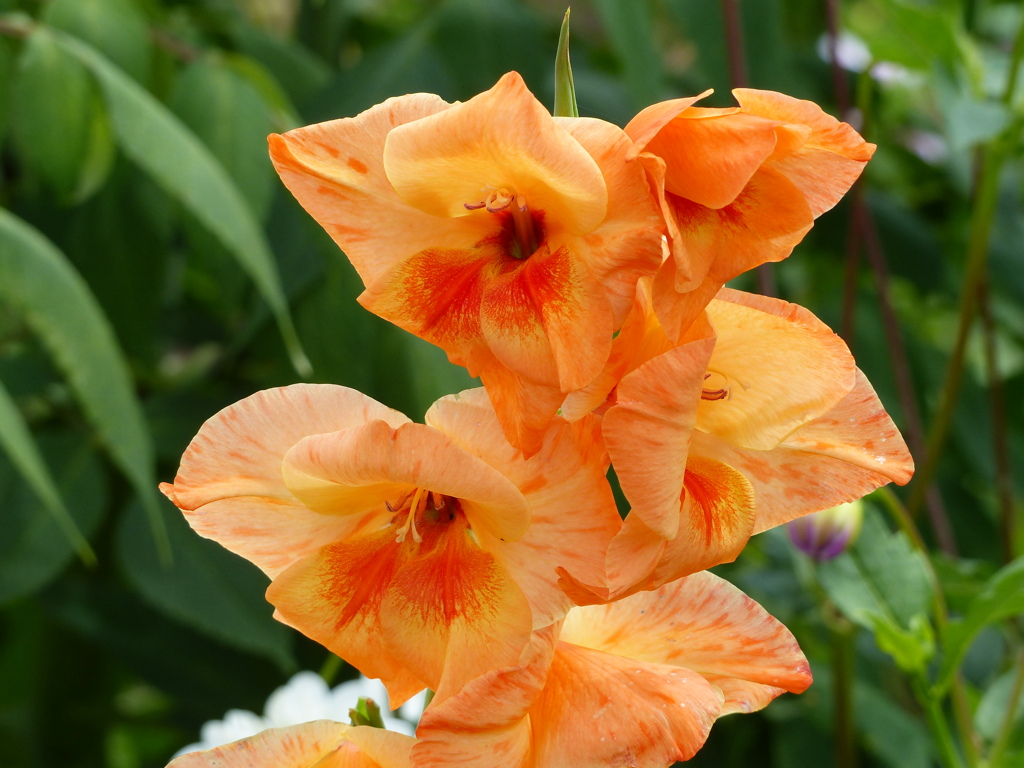 夏の花5(グラジオラス)