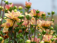 夏の花