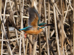 冬の里山で2(カワセミ2)