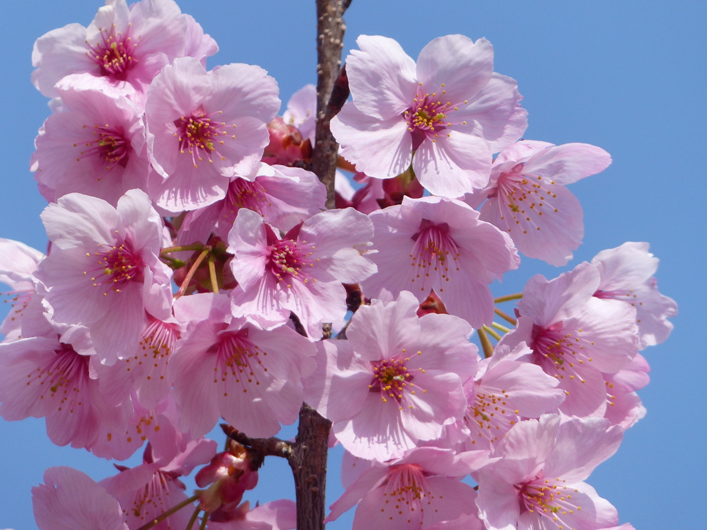 春の花2(桜2)