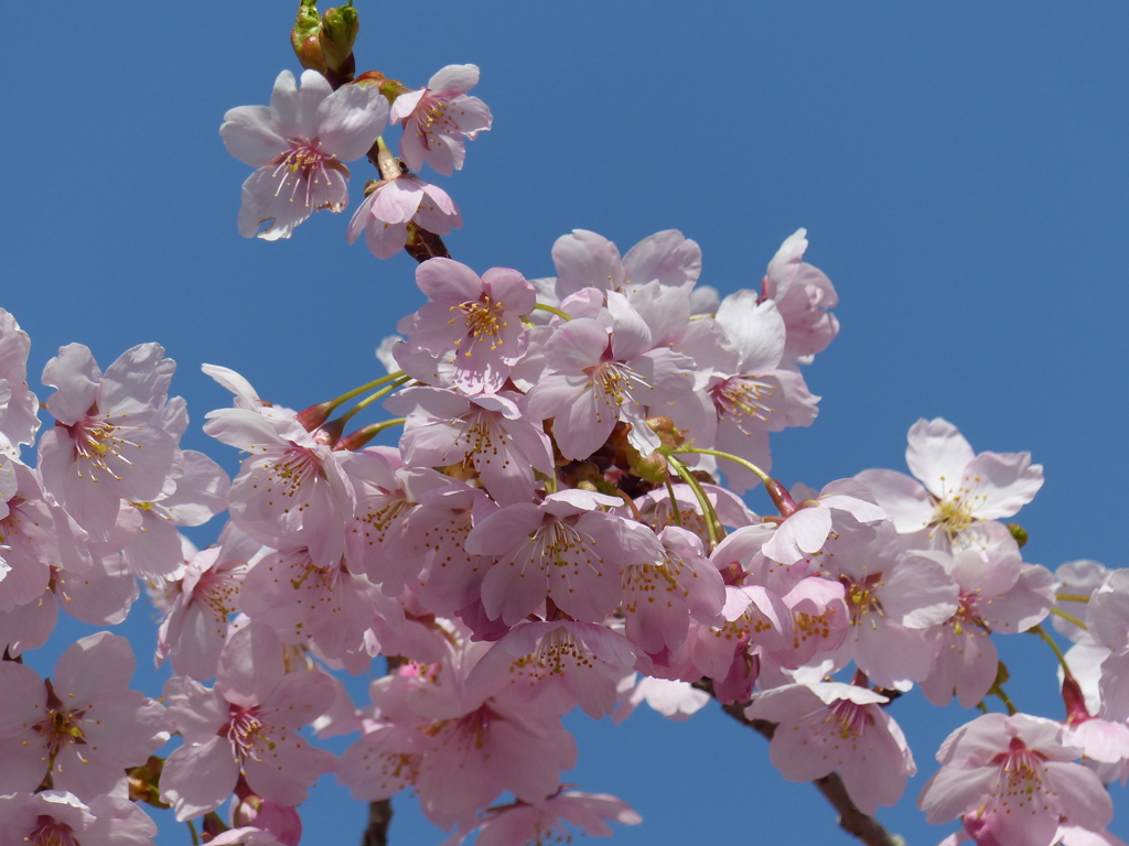 春の花