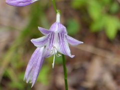 夏の花