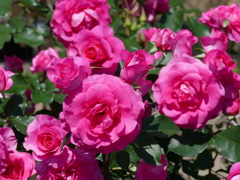 春の花12(バラ2)