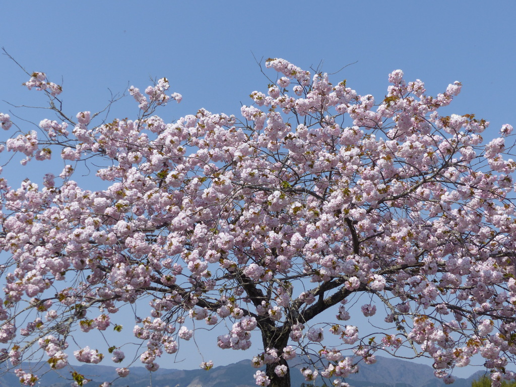 桜