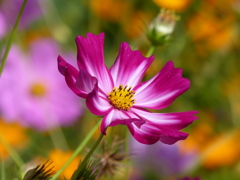 コスモス