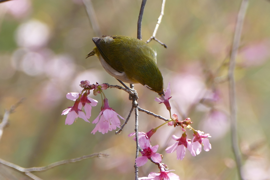 春メジロ