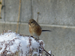 雪の朝(ベニマシコ)