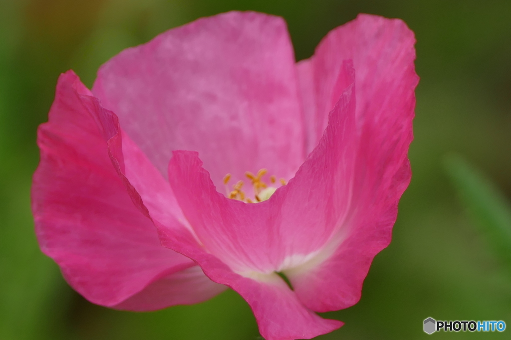 花畑で