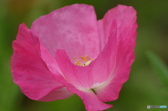 花畑で