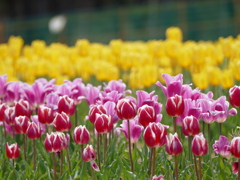 春19(チューリップ畑で1）