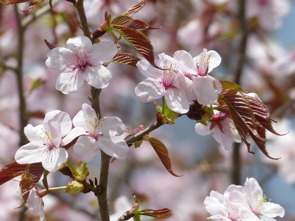 春の花4(桜4)