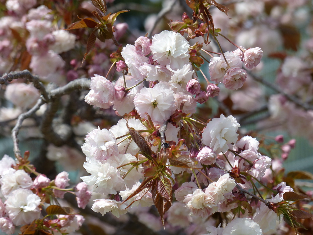 春の花7(桜7)