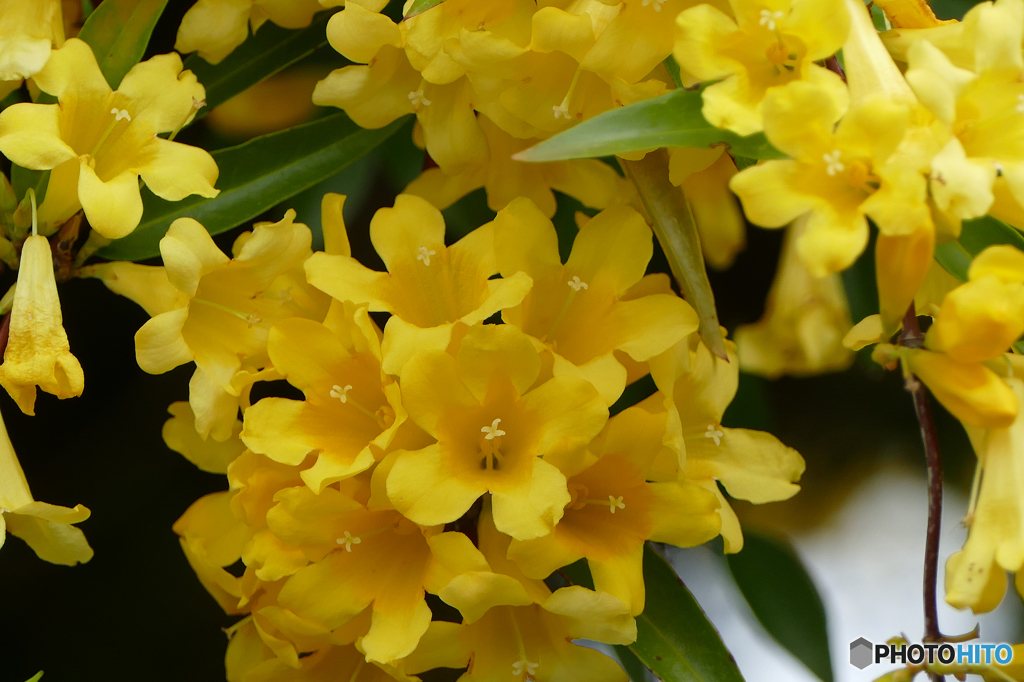 カロライナジャスミン 