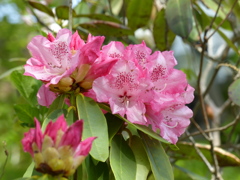 春の花