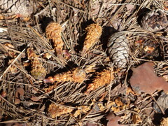 秋の日に(森のエビフライ)