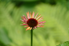 花畑で