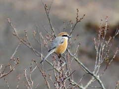里山の冬鳥たち