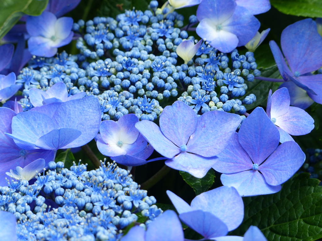 初夏の花2(アジサイ)
