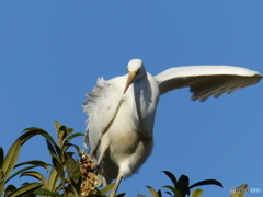ダイサギ