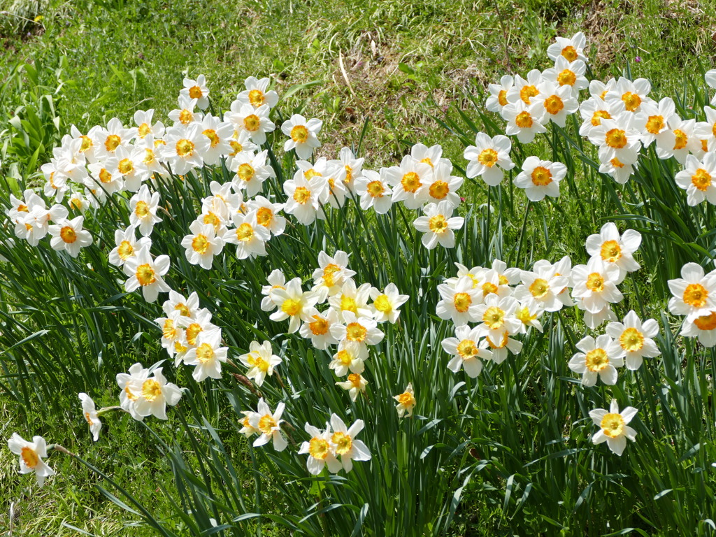 春の花