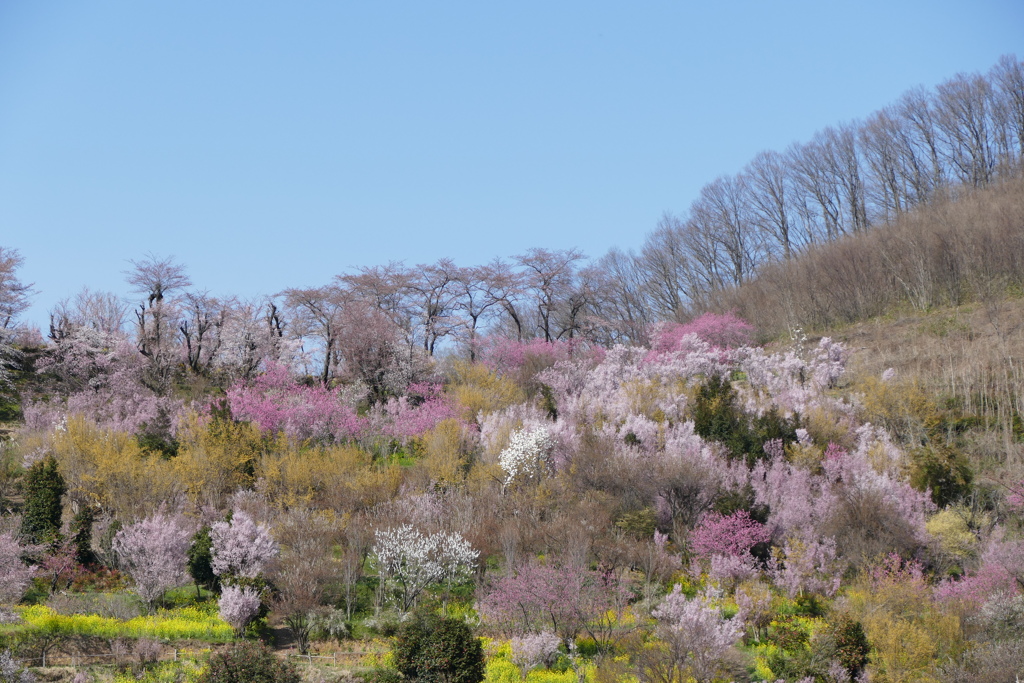 花見山