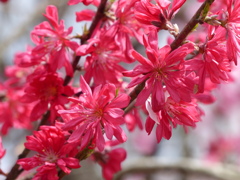 花もも
