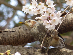 ヒヨドリと桜