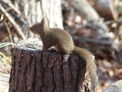 冬の里山で6(リス3)