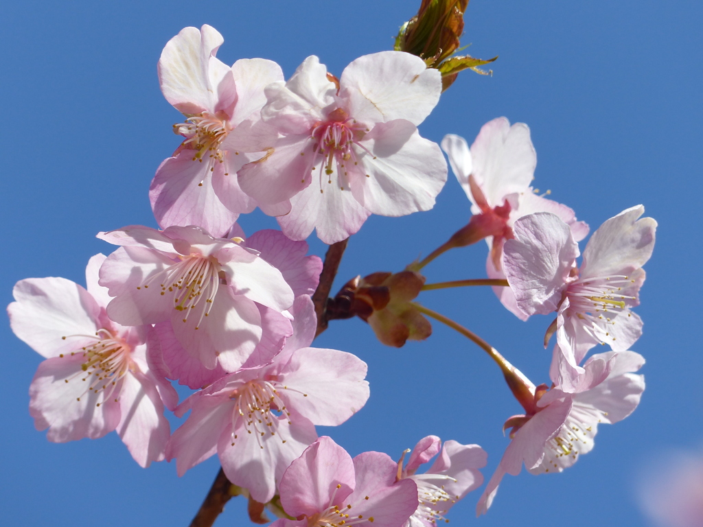 桜