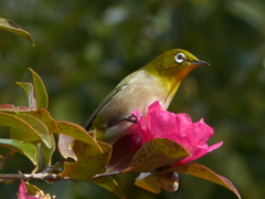 山茶花とメジロ