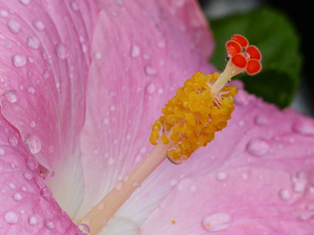 花芯