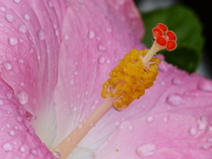 花芯