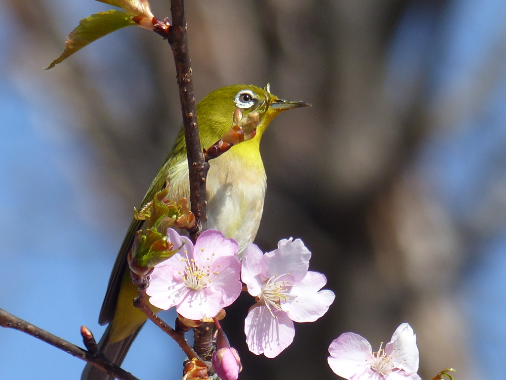 メジロ と桜