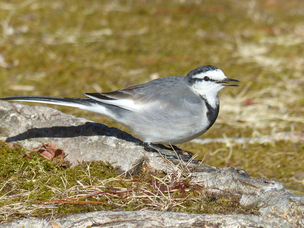 冬の里山で8（セキレイ)