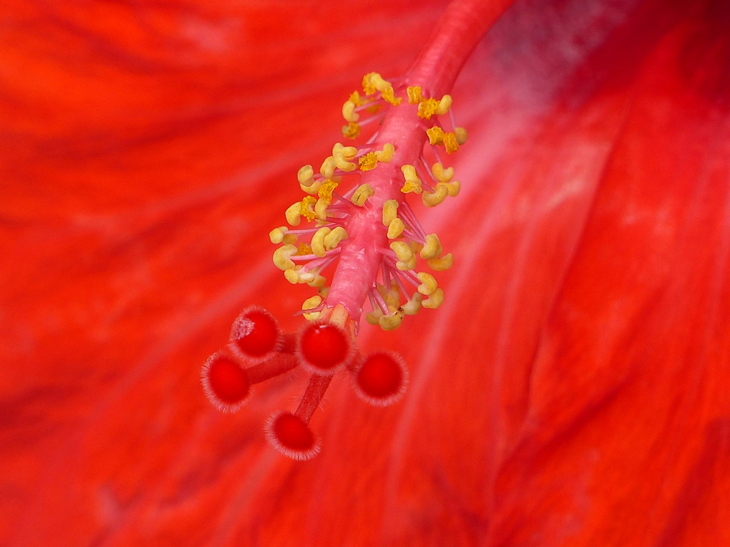夏の花