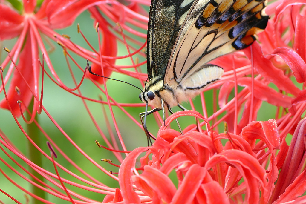 彼岸花とアゲハ