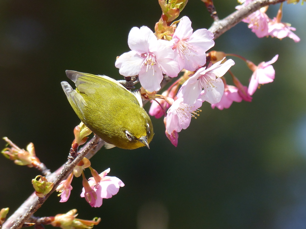 メジロ と桜