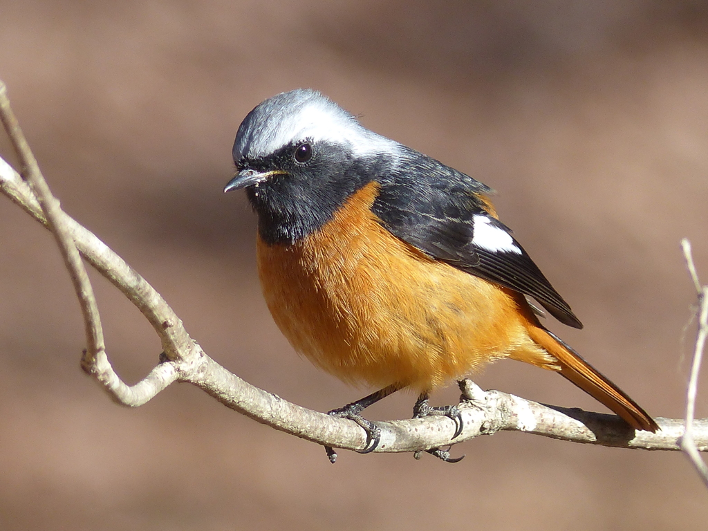 冬の里山で12（ジョウビタキ3）