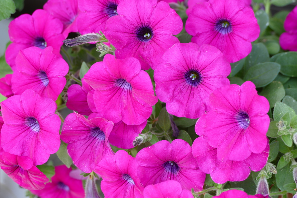 春の花畑で