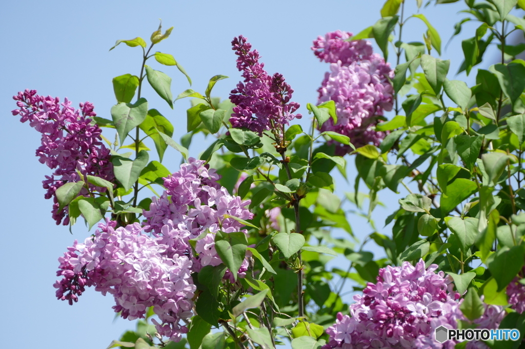 花(散歩の途中に)
