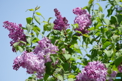 花(散歩の途中に)