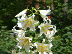 夏の花7(山百合) 香りにつつまれて