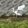 ダイサギ(着地1）