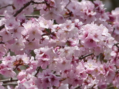 春の花5(桜)