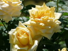春の花12(バラ2)